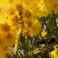 Acacia decurrens at Fadden, ACT - 6 Sep 2023 07:57 AM