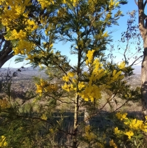 Acacia decurrens at Fadden, ACT - 6 Sep 2023 07:57 AM