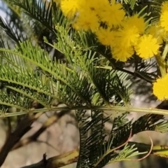 Acacia decurrens at Fadden, ACT - 6 Sep 2023