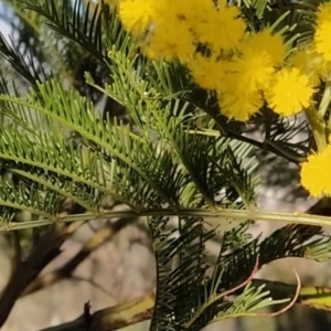 Acacia decurrens at Fadden, ACT - 6 Sep 2023