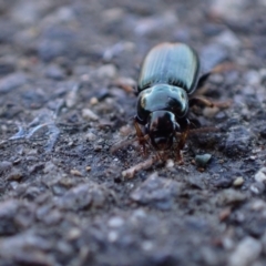 Harpalini (tribe) (Harpaline carab beetle) at Murrumbateman, NSW - 4 Sep 2023 by SimoneC