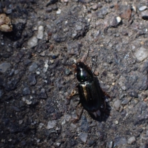 Harpalini sp. (tribe) at Murrumbateman, NSW - 4 Sep 2023