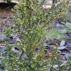 Styphelia fletcheri subsp. brevisepala (Twin Flower Beard-Heath) at Paddys River, ACT - 6 Sep 2023 by BethanyDunne