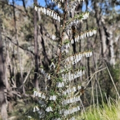 Leucopogon fletcheri subsp. brevisepalus (Twin Flower Beard-Heath) at Paddys River, ACT - 6 Sep 2023 by BethanyDunne