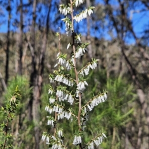 Leucopogon fletcheri subsp. brevisepalus at Paddys River, ACT - 6 Sep 2023