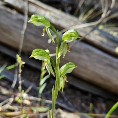 Bunochilus umbrinus (Broad-sepaled Leafy Greenhood) at Paddys River, ACT - 6 Sep 2023 by BethanyDunne