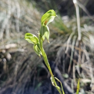 Bunochilus umbrinus (ACT) = Pterostylis umbrina (NSW) at suppressed - 6 Sep 2023