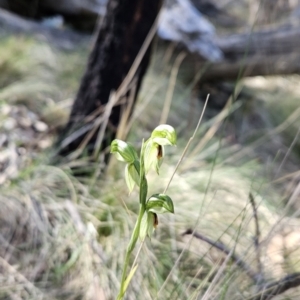 Bunochilus umbrinus (ACT) = Pterostylis umbrina (NSW) at suppressed - 6 Sep 2023