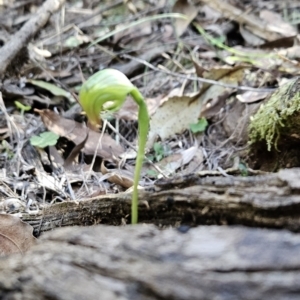 Pterostylis nutans at Paddys River, ACT - 6 Sep 2023
