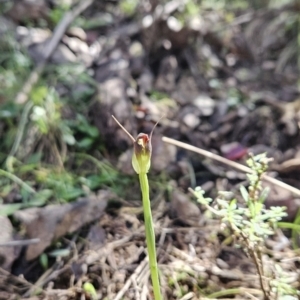 Pterostylis pedunculata at Paddys River, ACT - suppressed