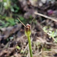 Pterostylis pedunculata at Paddys River, ACT - suppressed