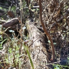 Pterostylis pedunculata at Paddys River, ACT - suppressed