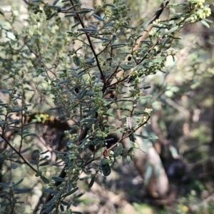 Pomaderris angustifolia at Paddys River, ACT - 6 Sep 2023
