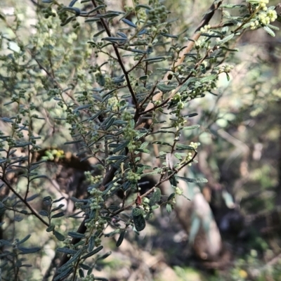 Pomaderris angustifolia (Pomaderris) at Paddys River, ACT - 6 Sep 2023 by BethanyDunne