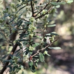 Pomaderris angustifolia at Paddys River, ACT - 6 Sep 2023