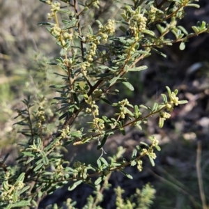 Pomaderris angustifolia at Paddys River, ACT - 6 Sep 2023