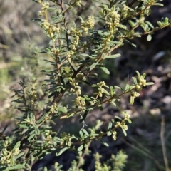 Pomaderris angustifolia (Pomaderris) at Bullen Range - 6 Sep 2023 by BethanyDunne