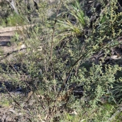Pomaderris angustifolia at Paddys River, ACT - 6 Sep 2023