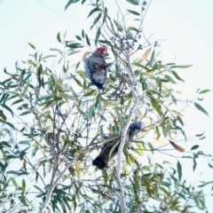 Callocephalon fimbriatum (Gang-gang Cockatoo) at Broulee Moruya Nature Observation Area - 5 Sep 2023 by Gee