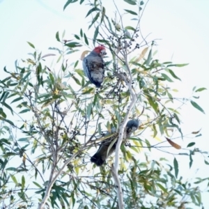 Callocephalon fimbriatum at Broulee, NSW - 6 Sep 2023