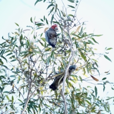 Callocephalon fimbriatum (Gang-gang Cockatoo) at Broulee, NSW - 6 Sep 2023 by Gee