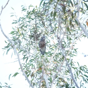 Callocephalon fimbriatum at Broulee, NSW - 6 Sep 2023