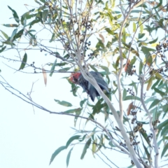 Callocephalon fimbriatum at Broulee, NSW - suppressed