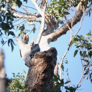 Callocephalon fimbriatum at Broulee, NSW - 6 Sep 2023