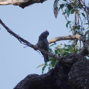 Callocephalon fimbriatum at Broulee, NSW - 6 Sep 2023