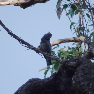 Callocephalon fimbriatum at Broulee, NSW - suppressed