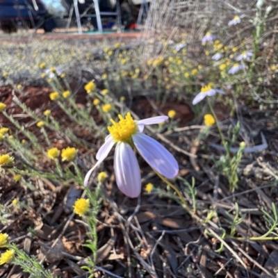 Brachyscome sp. at Gundabooka National Parks - 27 Aug 2023 by SimoneC