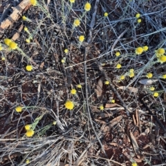 Rhodanthe diffusa subsp. diffusa at Gundabooka National Park - 27 Aug 2023 by SimoneC