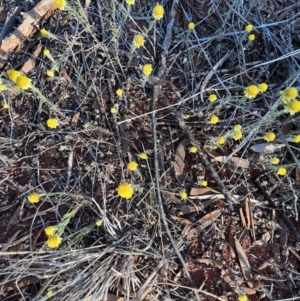 Rhodanthe diffusa subsp. diffusa at Gunderbooka, NSW - 27 Aug 2023 04:45 PM