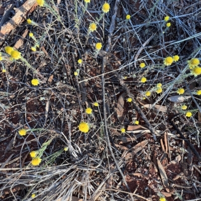 Rhodanthe diffusa subsp. diffusa at Gundabooka National Park - 27 Aug 2023 by SimoneC