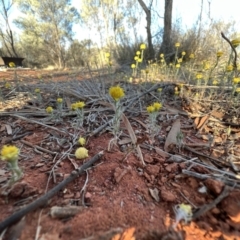 Rhodanthe diffusa subsp. diffusa at Gunderbooka, NSW - 27 Aug 2023 04:45 PM