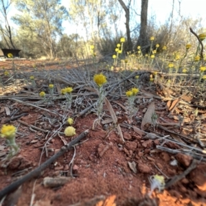 Rhodanthe diffusa subsp. diffusa at Gunderbooka, NSW - 27 Aug 2023 04:45 PM