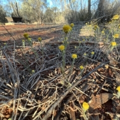 Rhodanthe diffusa subsp. diffusa at Gunderbooka, NSW - 27 Aug 2023 04:45 PM