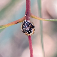 Anischys sp. (genus) (Unidentified Anischys bug) at Russell, ACT - 5 Sep 2023 by Hejor1