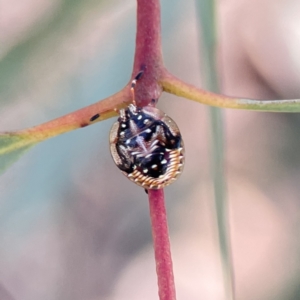 Anischys sp. (genus) at Russell, ACT - 6 Sep 2023