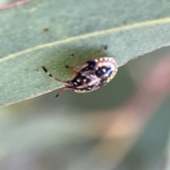 Anischys sp. (genus) at Russell, ACT - 6 Sep 2023