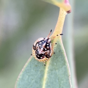 Anischys sp. (genus) at Russell, ACT - 6 Sep 2023