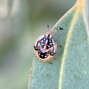 Anischys sp. (genus) at Russell, ACT - 6 Sep 2023