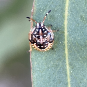 Anischys sp. (genus) at Russell, ACT - 6 Sep 2023