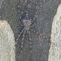 Tamopsis sp. (genus) (Two-tailed spider) at Russell, ACT - 6 Sep 2023 by Hejor1