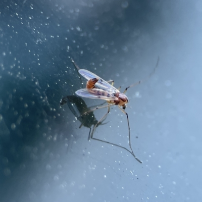 Unidentified Crane fly, midge, mosquito or gnat (several families) at Russell, ACT - 6 Sep 2023 by Hejor1