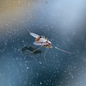 Chironomidae (family) at Russell, ACT - 6 Sep 2023 04:17 PM