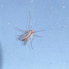 Chironomidae (family) at Russell, ACT - 6 Sep 2023 04:17 PM