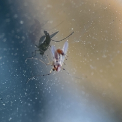 Chironomidae (family) at Russell, ACT - 6 Sep 2023 04:17 PM