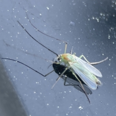 Unidentified Crane fly, midge, mosquito or gnat (several families) at Russell, ACT - 6 Sep 2023 by Hejor1