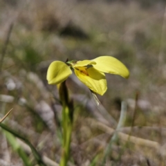 Diuris chryseopsis (Golden Moth) at Mount Taylor - 6 Sep 2023 by MatthewFrawley